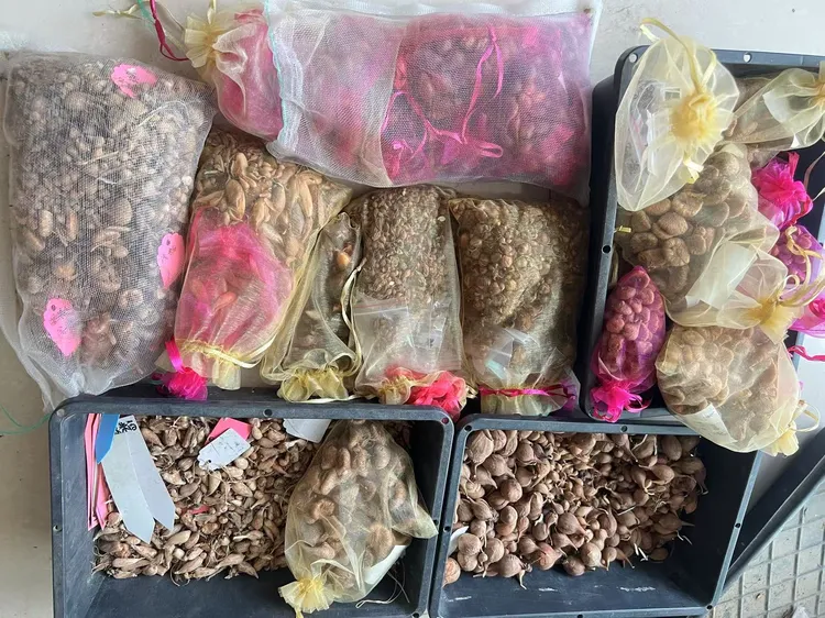 秋植新手套餐种球清仓酢浆草鸢尾兰小苍兰剑兰盆栽花卉绿植