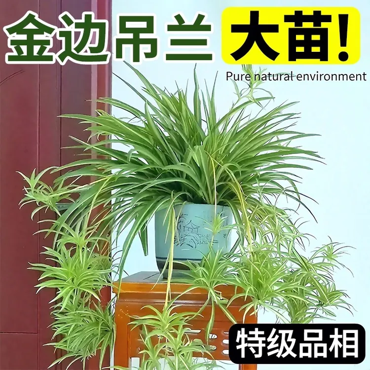 特级大盆金边吊兰盆栽室内客厅绿植物花卉四季净化空气绿萝好养活