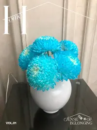 蒂芙尼蓝牡丹菊--有问题第一时间联系客服（实物直播间展示为准）