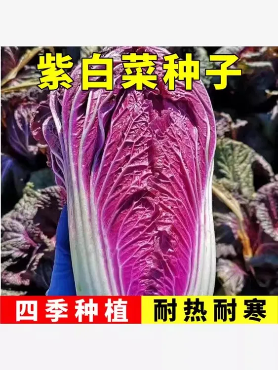 紫白菜种子富含花青素白菜籽四季春秋夏种子高产蔬菜种子菜籽