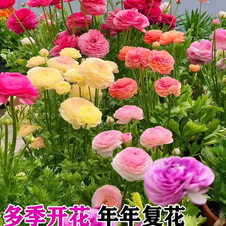 【花毛茛种球】  浓香洋牡丹重瓣洋牡丹花阳台庭院花卉绿植好种易活