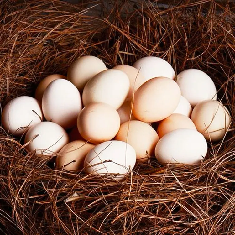 山林散养土鸡蛋新鲜营养健康谷物喂养鲜蛋