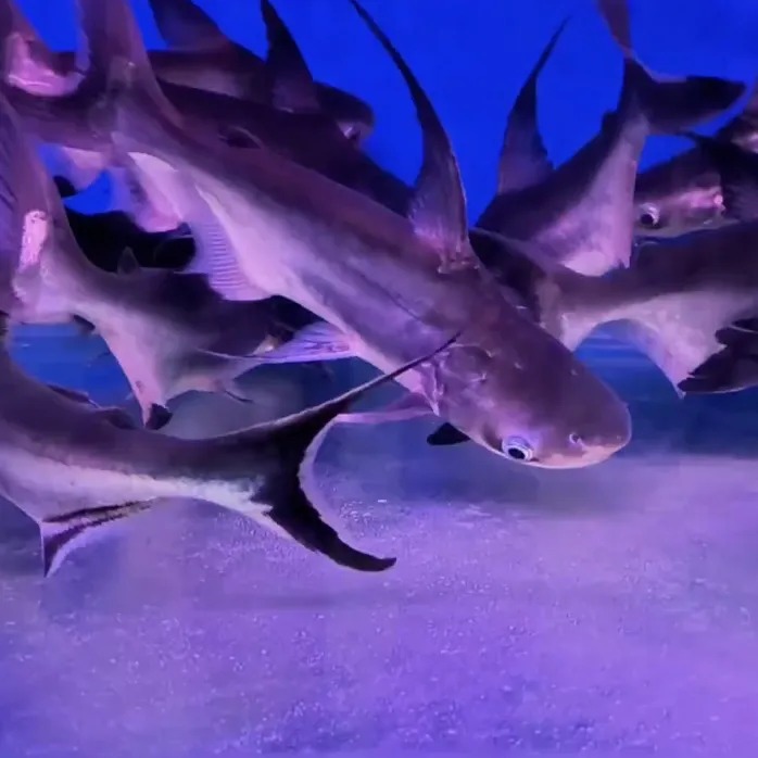 人工养殖淡水鲨鱼合集汉鲨虎鲨蓝鲨成吉思汗鲨猛鱼好养耐活观赏鱼