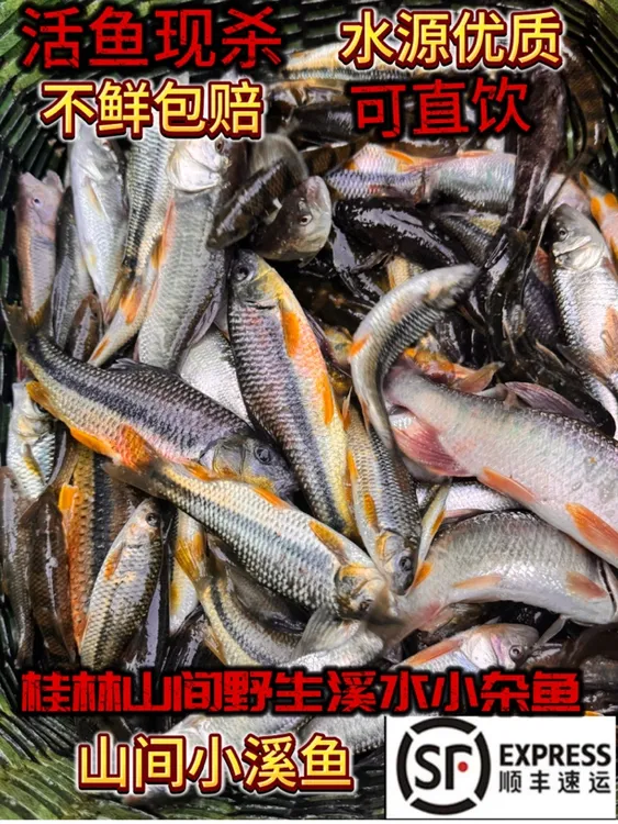 （顺丰发货真空打包）桂林漓江溪石斑鱼