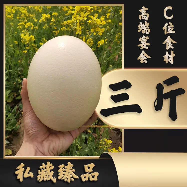 中秋送礼三斤新鲜鸵鸟蛋大号蛋节礼营养丰富散养包邮到家破损包赔