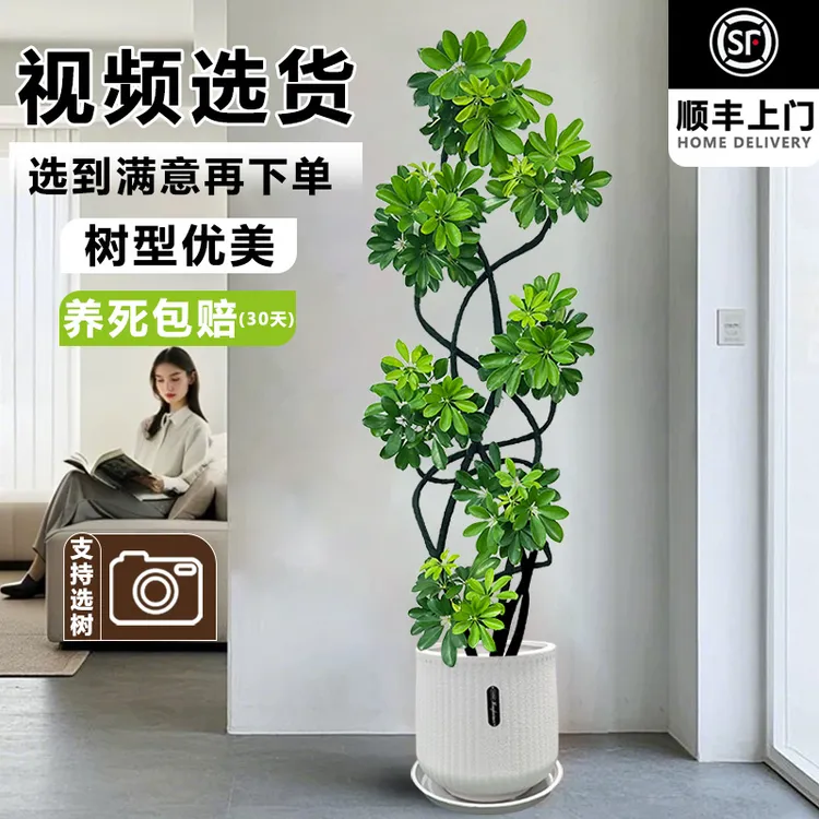 常绿鸭脚木客厅装饰大型植物老桩造型鸭掌柴大型落地绿植四季常青