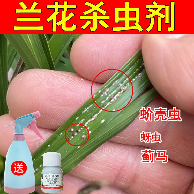 兰花盆栽花卉绿植蚧壳虫介壳虫杀虫剂蜜虫蚜虫蓟马除灭虫药剂土壤