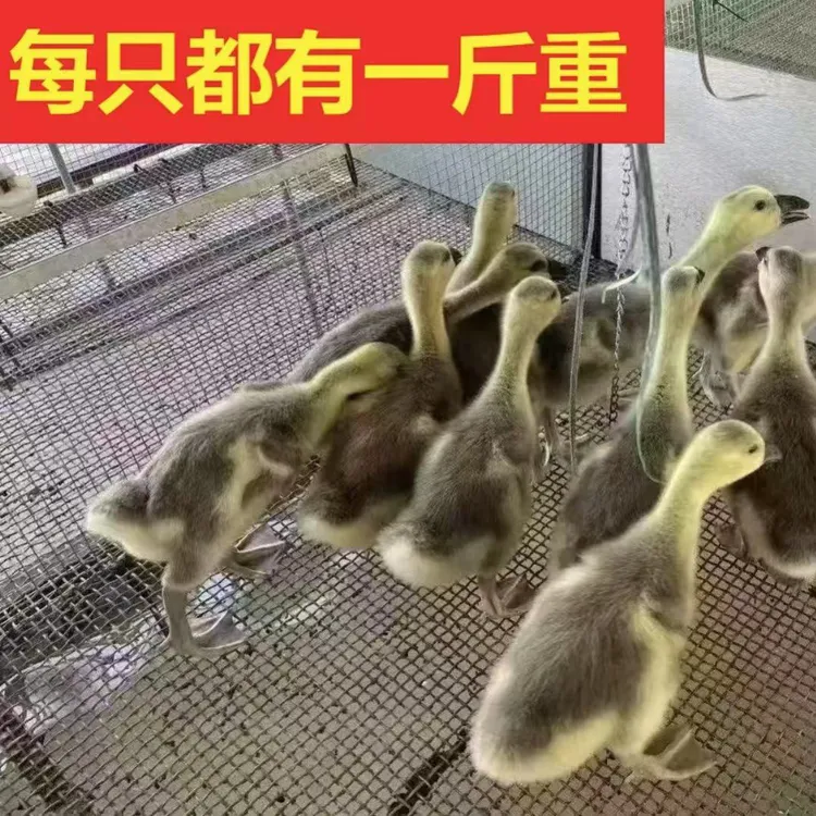 大种马岗鹅灰鹅草鹅一斤鹅脱温鹅宠物鸭顺丰包邮包活到家