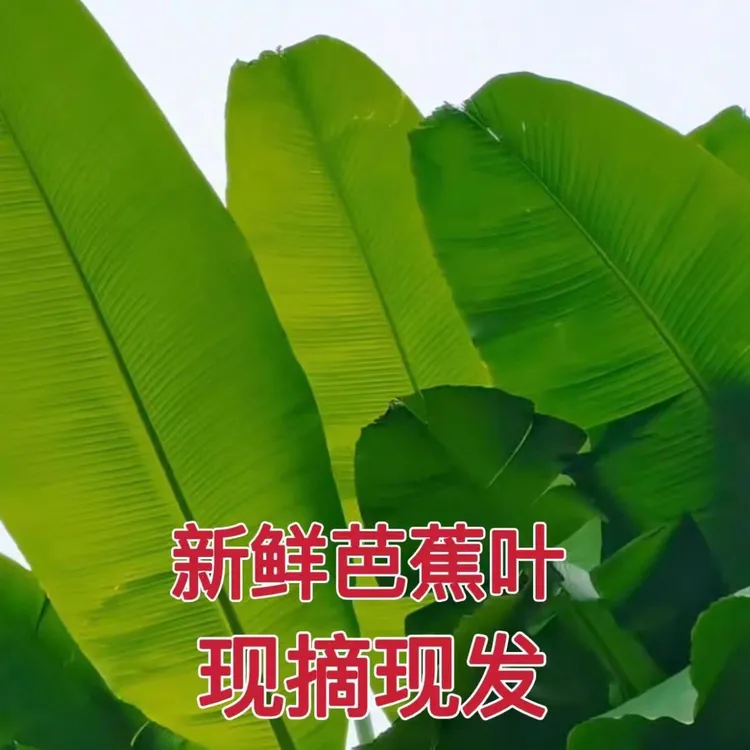 新鲜农家芭蕉叶现摘粽子糍粑菜肴摆盘糕点