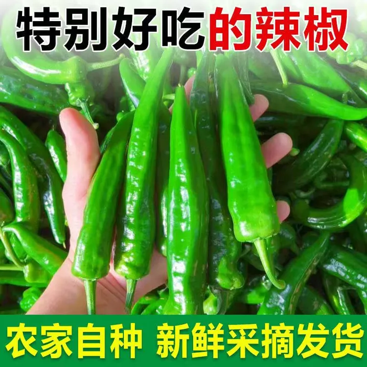 河南农家自种薄皮辣椒新鲜现采现发香辣可口包邮