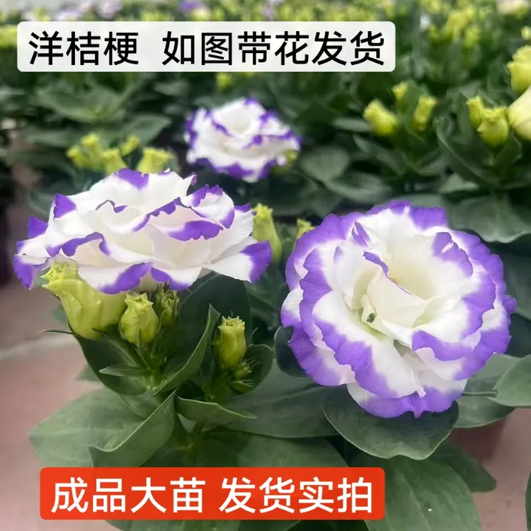 大花洋桔梗盆栽带花苞四季开花室内客厅阳台多年生中华洋桔梗成品