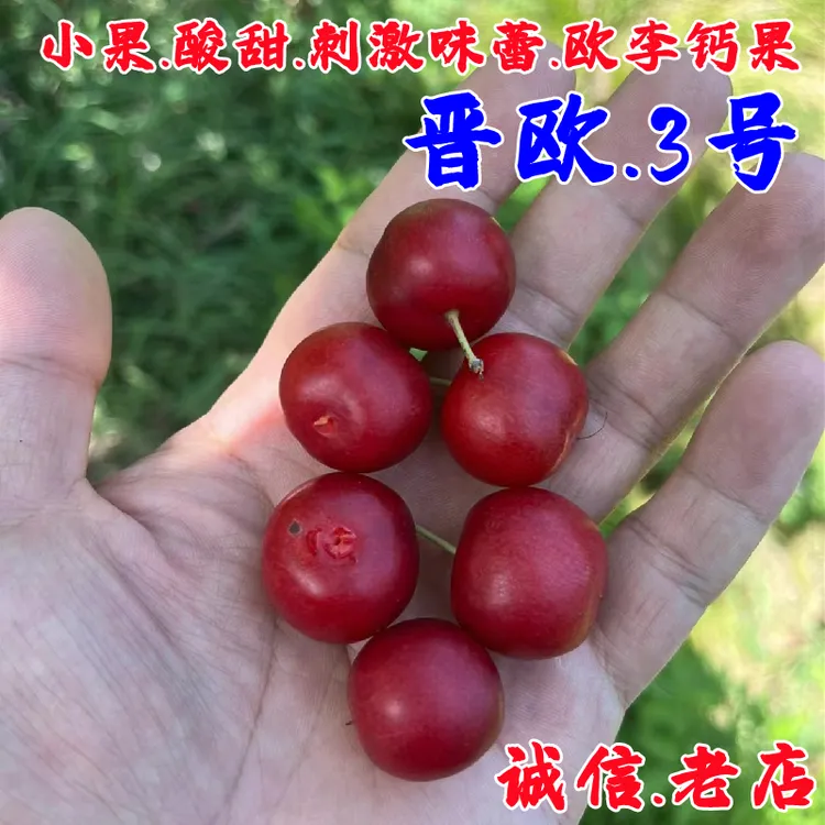 中华钙果树苗欧李苗脆甜晋欧3号樱桃树苖盆栽庭院地栽抗冻果树苗