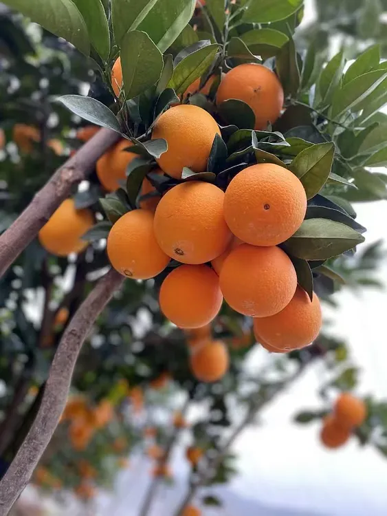 【石门纽荷尔脐橙】应季水果  现采现发 新鲜采摘