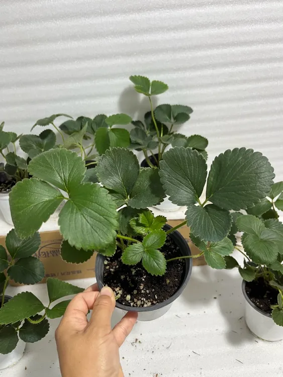 四季草莓苗带盆土发货地栽盆栽室内外均可好活