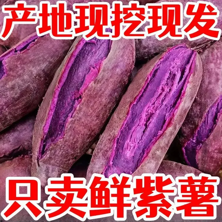 瑰季新鲜紫罗兰紫薯沙地现挖软糯香甜粗粮早餐正沙地宗软糯紫薯