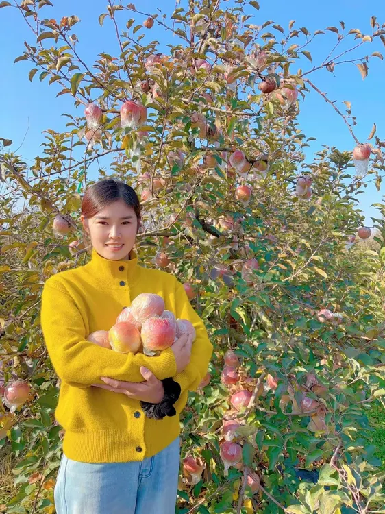 徐州丰县大沙河红富士冰糖心苹果脆甜多汁新鲜采摘果园直发