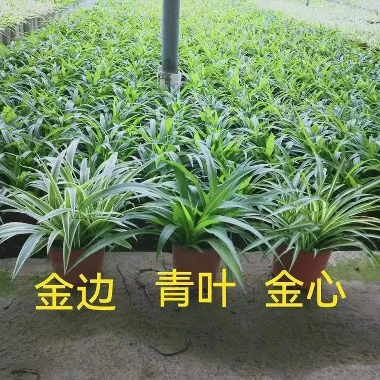四季种植金边金心吊兰花卉花盆栽绿植净化空气办公室养好