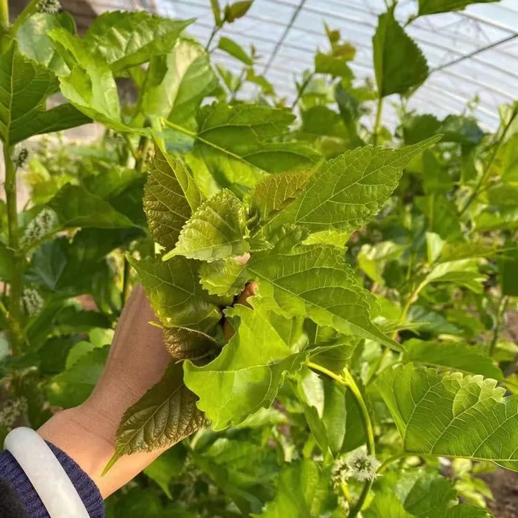 鲜嫩桑芽菜新鲜采摘现摘现发1斤装无农残怎么做都好吃