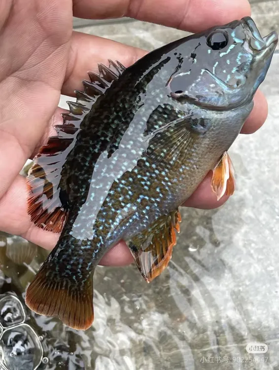 金边蓝鳃原生太阳鱼肉食性观赏鱼冷水养