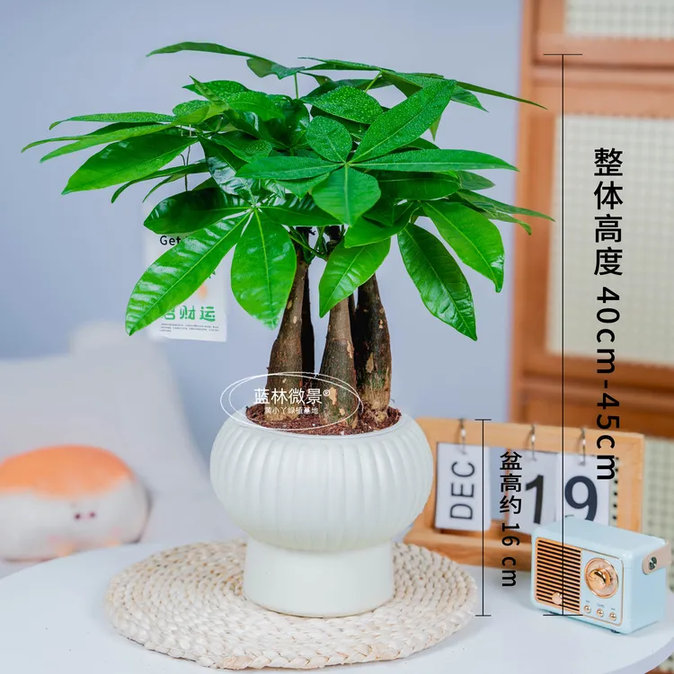 五福临门发财树（40-45cm)盆栽室内办公室懒人绿植桌面花卉好养