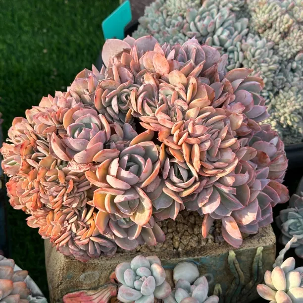 7号链接 白玉兰缀化 多肉植物缀化 状态图勿拍