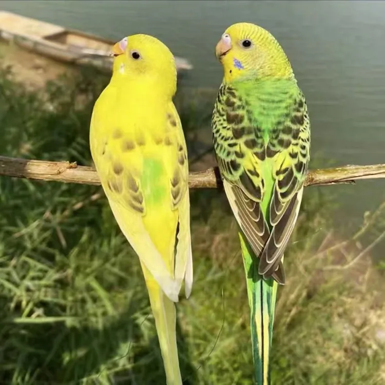 手养云斑虎皮鹦鹉亲人不怕人，亲人，粘人非常漂亮的