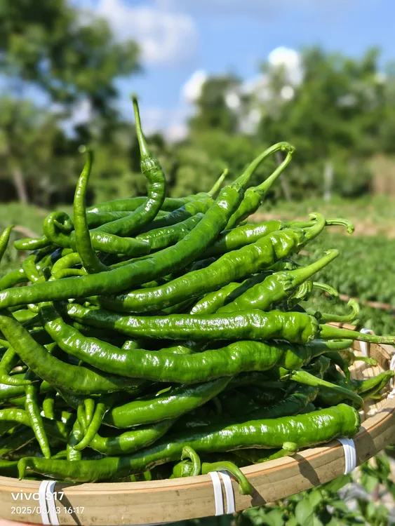 湖南农家新鲜现摘本地薄皮土辣椒香辣十足当季蔬菜