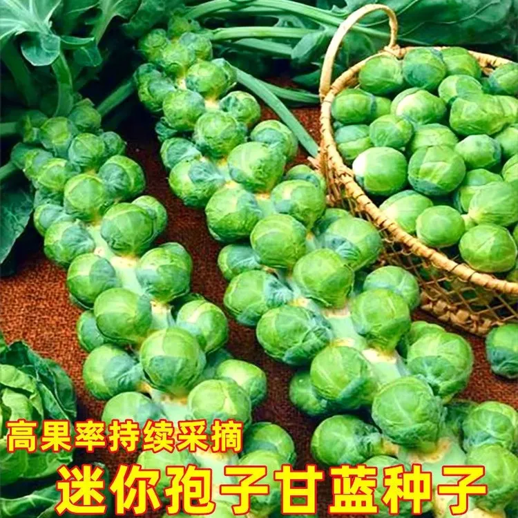 抱子甘蓝孢子甘蓝菜种子苗蔬菜种籽高果率小包菜卷心蔬菜四季种子