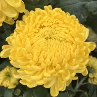 【黄绣球】大花富贵菊九月菊花苗盆栽适合室内外庭院阳台种植