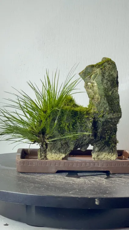 意阔老师原创吴定石纯手工精雕孤品(不带盆)20*9*19