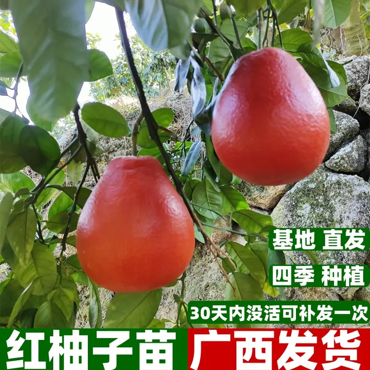 新品暹罗红柚子树苗嫁接红宝石柚子树苗南北方地栽果树苗当年结果