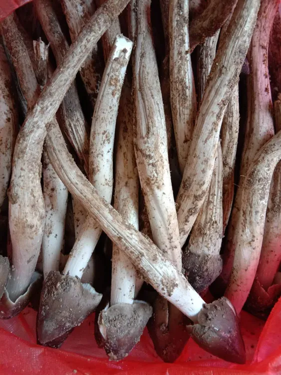 云南临沧新鲜火把鸡枞（冻），顺丰包邮