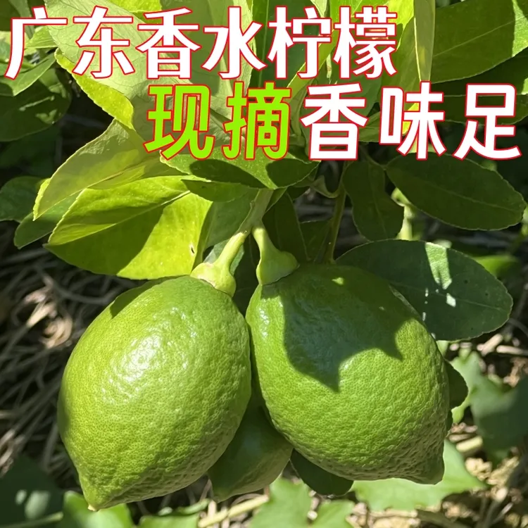正宗广东香水柠檬无籽新鲜采摘香气浓烈果园直发