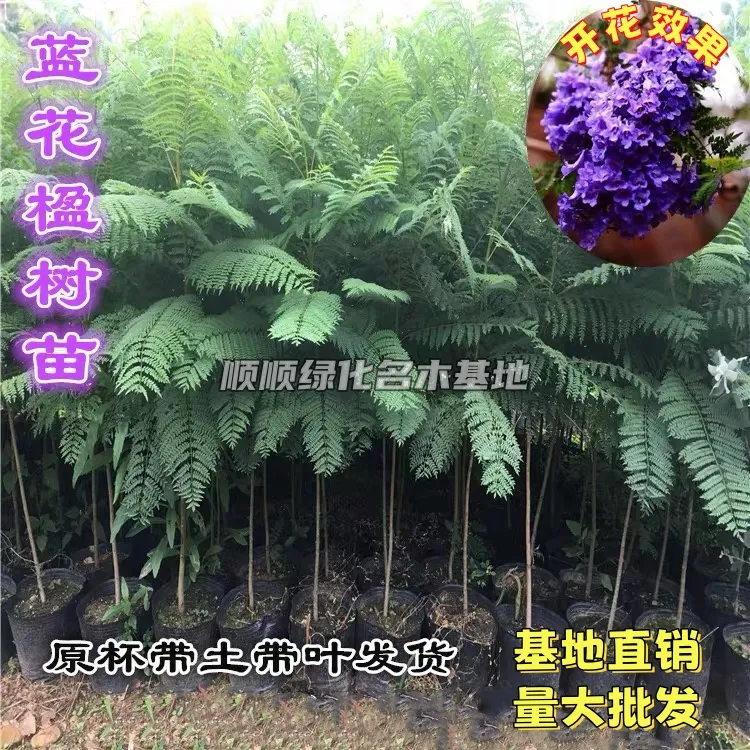 正宗蓝花楹树苗 室内外盆栽 办公室观赏绿植蓝雾树苗带土带叶发货