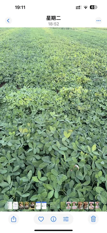 花生延长生育期组合一套两亩地水叶面肥