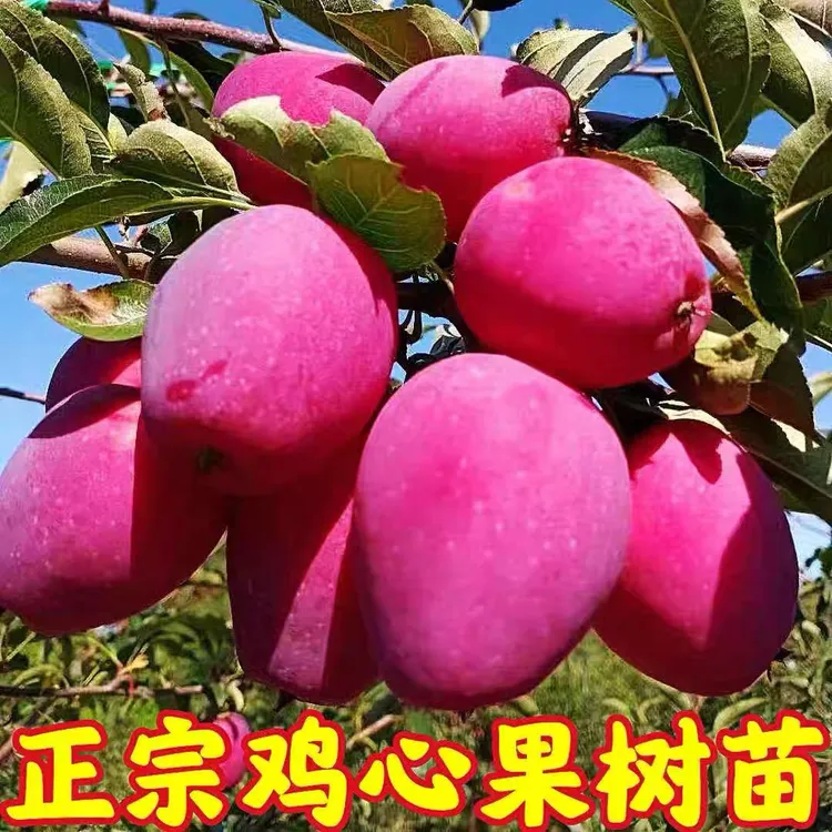嫁接香妃海棠鸡心果果树