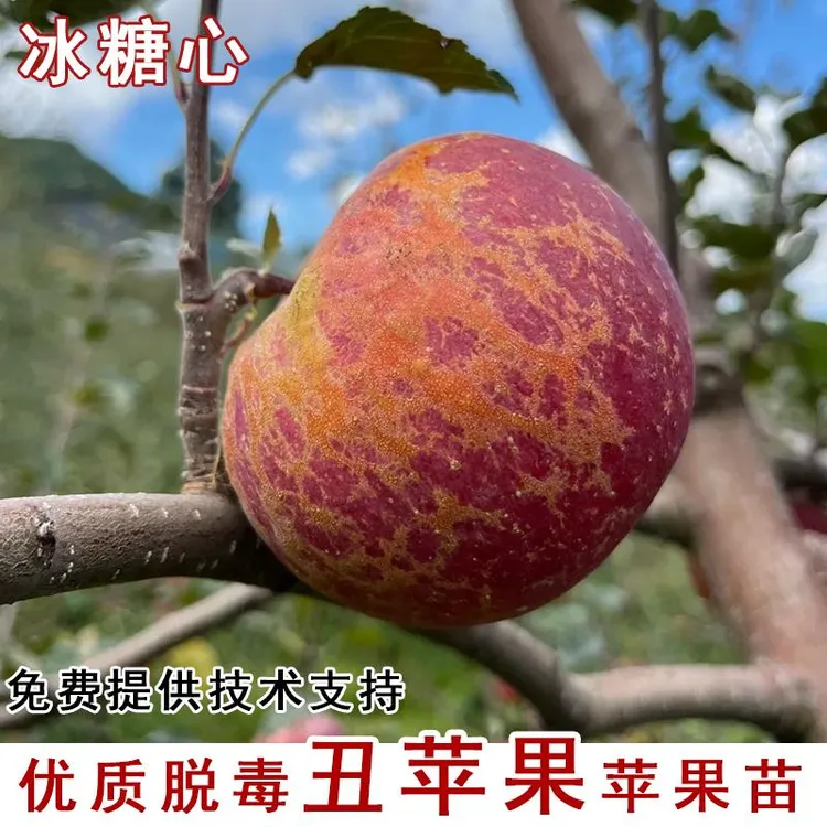 冰糖心丑苹果树苗云南邵通大凉山苹果苗庭院南北盆栽种植当年结果