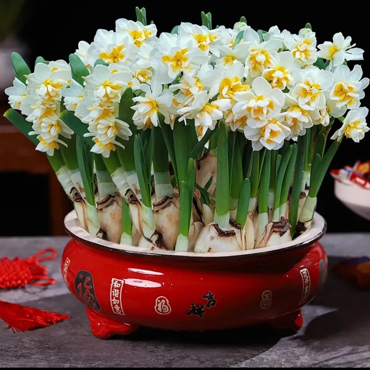 [复瓣]漳州水仙花种球水培大球室内好养年宵花盆栽