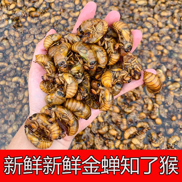 山东2025大个新鲜活体速冻现抓金蝉知了猴爬叉结了龟可烧烤油炸