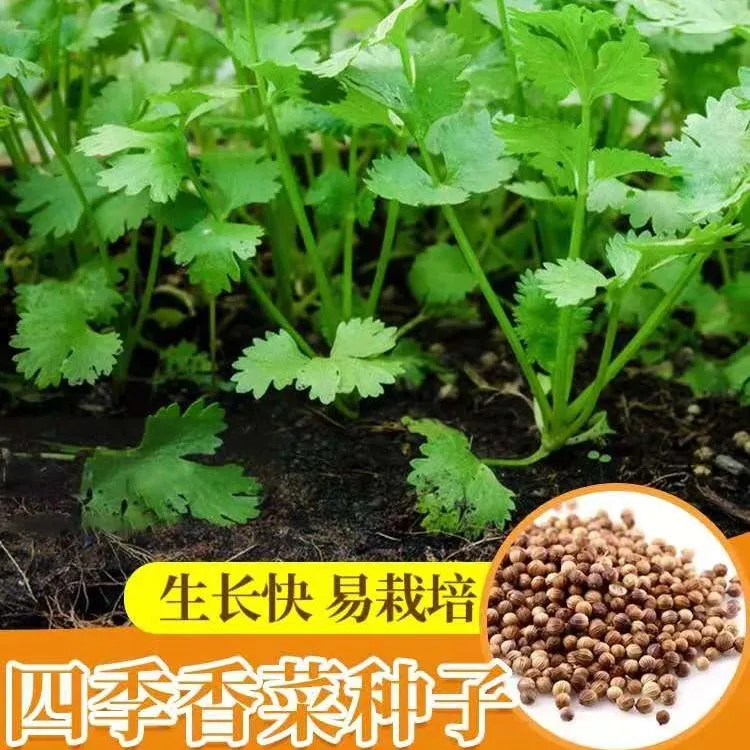大叶香菜种子耐热耐抽薹芫荽种籽春秋四季农家蔬菜种籽盆栽学种菜