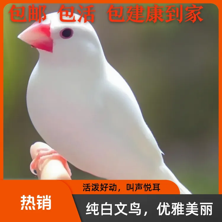 精品白文鸟活泼可爱叫声优雅