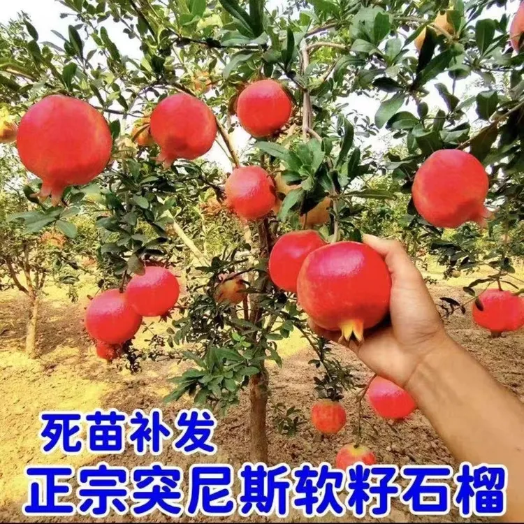 软籽无籽庭院果树盆栽带土适合南北种植