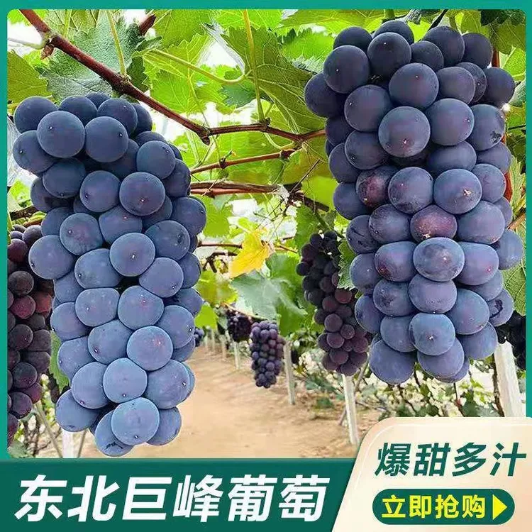 【邮政专属】东北巨峰葡萄颗粒包装正宗全国包邮