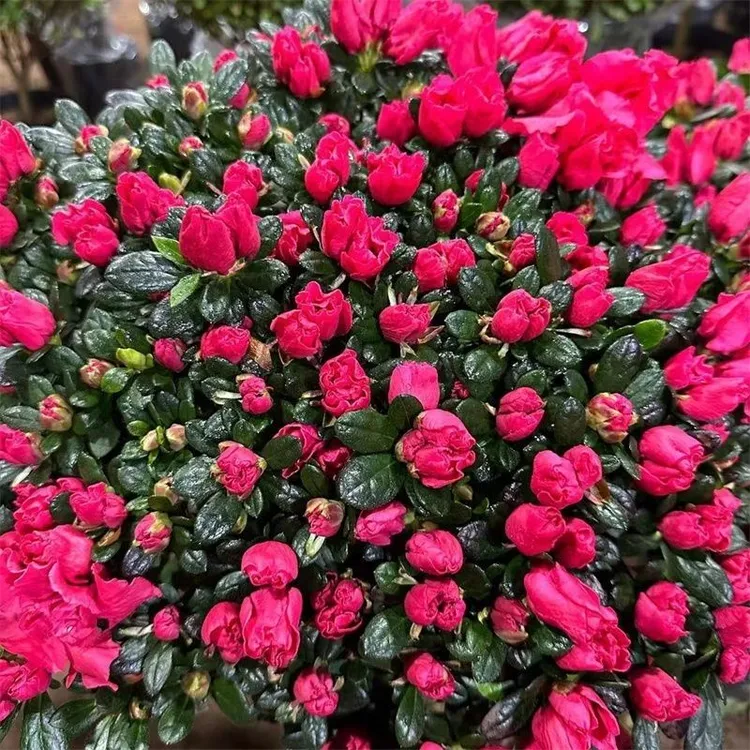 杜鹃花盆栽带花苞大颗四季开花室内外好养易活花卉植物
