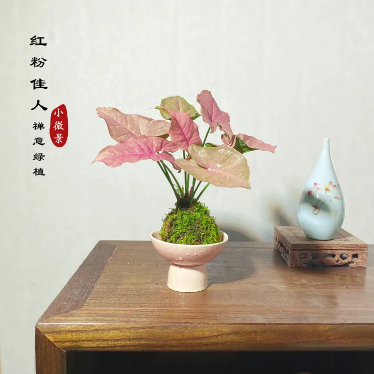【宏展】红粉佳人苔藓球新中式室内耐阴粉嫩小可爱