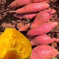 湖南农村阿姨湘西高山蜜薯