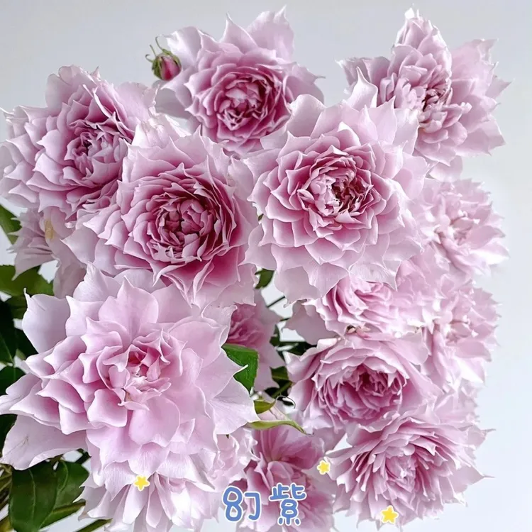 幻紫月季扦插花苗大花淡香美人尖丰花耐热抗病强花量超多阳台庭院