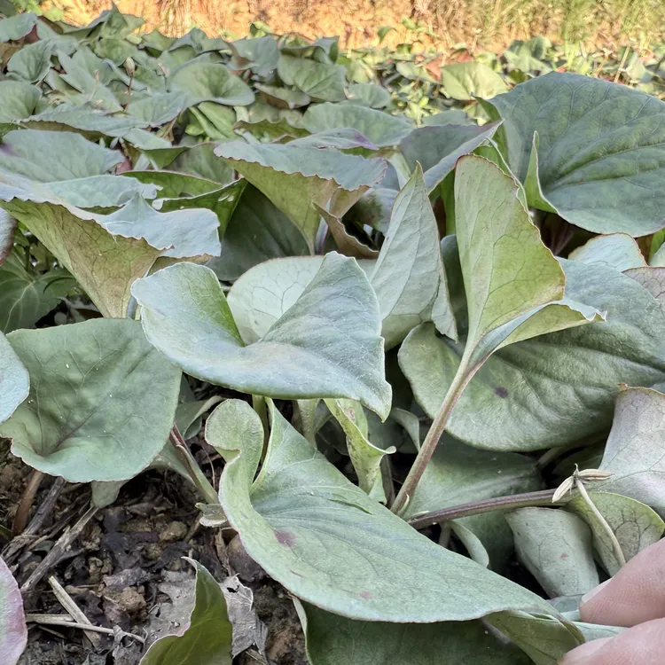 贵州折耳根农家自种新鲜采摘现发当季鲜嫩蔬菜