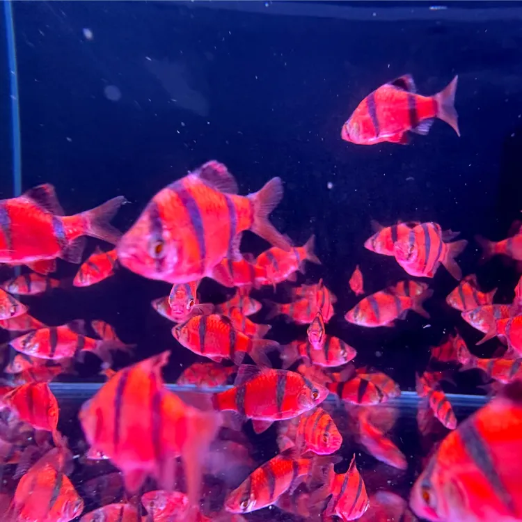 虎皮鱼平平鱼四间鱼热带小型观赏鱼小鱼苗观赏鱼