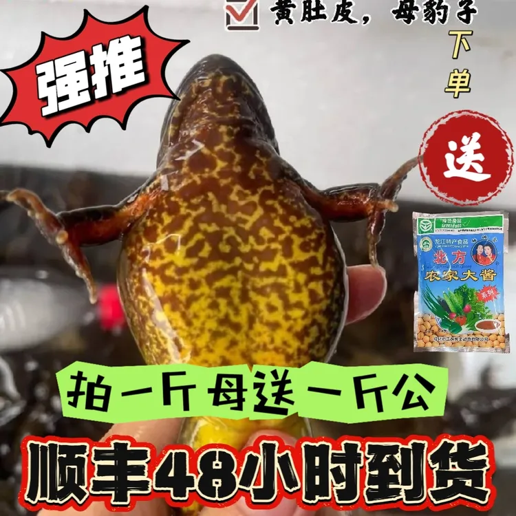 顺丰活发东北河鲜母林蛙母蛤蟆母豹子满籽满油母雪蛤拍母送公送酱